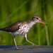 Spotted Sandpiper