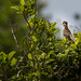 Striped Cuckoo