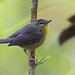 Golden-crowned Warbler