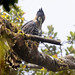 Ornate Hawk-Eagle