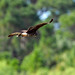 Kite- Snail Kite Florida, Palm Beach County, Winding Waters Natural Area