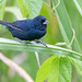 Blue-black Grassquit (Volatinia jacarina), Gamboa, Panama