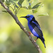 Red-legged Honeycreeper