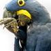 Lear's Macaw (Anodorhynchus leari)