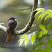 Tropical Royal Flycatcher