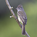 Yellow-bellied Elaenia