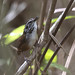 White-breasted Wood Wren