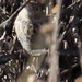 Blue-black Grassquit, Volatinia jacarina