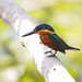 American Pygmy Kingfisher