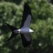 swallow-tailed kite (Elanoides forficatus)