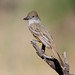 Brown-crested Flycatcher (Myiarchus tyrannulus) (sp. # 542)