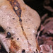 Abgottschlange (Boa constrictor)