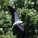 swallow-tailed kite (Elanoides forficatus)