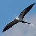 swallow-tailed kite (Elanoides forficatus)