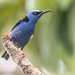 Red-legged Honeycreeper (Cyanerpes cyaneus), Felipe Carillo Puerto, Quintana Roo, Mexico