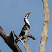Toucan à bec rouge - Ramphastos tucanus