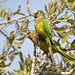 Peach-fronted Parakeet (Eupsittula aurea)