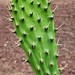 Cactus Nopal ( Opuntia ficus-indica )