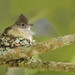 Elaenia flavogaster - Yellow-bellied Elaenia - Fiofío Ventriamarillo - Elaenia Copetona 13