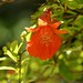 Dwarf Pomegranate (Punica granatum 'Legrellei')