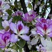 Bauhinia variegata (orchid tree)