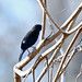 Blue-black Grassquit (Volatinia jacarina)