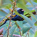 Blue-black Grassquit (Volatinia jacarina)