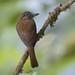 Bright-rumped Attila