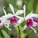 Cattleya purpurata; Orchidaceae (1)