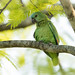 Amazona aestiva (Turquoise-fronted Parrot) - Psittacidae - Pousada Aguape, Pantanal, Mato Grosso do Sul, Brazil-6