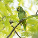 Amazona aestiva (Turquoise-fronted Parrot) - Psittacidae - Pousada Aguape, Pantanal, Mato Grosso do Sul, Brazil-4