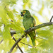 Amazona aestiva (Turquoise-fronted Parrot) - Psittacidae - Pousada Aguape, Pantanal, Mato Grosso do Sul, Brazil-3