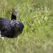 Anhima cornuta - Horned Screamer - Chajá Añuma - Aruco 18