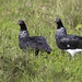 Anhima cornuta - Horned Screamer - Chajá Añuma - Aruco 20