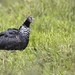 Anhima cornuta - Horned Screamer - Chajá Añuma - Aruco 19