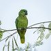 Amazona aestiva (Turquoise-fronted Parrot) - Psittacidae - Pousada Aguape, Pantanal, Mato Grosso do Sul, Brazil-7-2