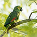 Amazona aestiva (Turquoise-fronted Parrot) - Psittacidae - Pousada Aguape, Pantanal, Mato Grosso do Sul, Brazil-5-3