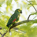 Amazona aestiva (Turquoise-fronted Parrot) - Psittacidae - Pousada Aguape, Pantanal, Mato Grosso do Sul, Brazil-5-2