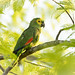 Amazona aestiva (Turquoise-fronted Parrot) - Psittacidae - Pousada Aguape, Pantanal, Mato Grosso do Sul, Brazil-5