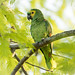 Amazona aestiva (Turquoise-fronted Parrot) - Psittacidae - Pousada Aguape, Pantanal, Mato Grosso do Sul, Brazil-3-2