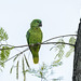 Amazona aestiva (Turquoise-fronted Parrot) - Psittacidae - Pousada Aguape, Pantanal, Mato Grosso do Sul, Brazil-7