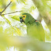 Amazona aestiva (Turquoise-fronted Parrot) - Psittacidae - Pousada Aguape, Pantanal, Mato Grosso do Sul, Brazil