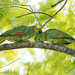 Amazona aestiva (Turquoise-fronted Parrot) - Psittacidae - Pousada Aguape, Pantanal, Mato Grosso do Sul, Brazil-2