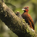 Celeus elegans - Chestnut Woodpecker - Carpintero Elegante - Carpintero Martillo male 08