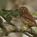 Glaucidium brasilianum - Ferruginous Pygmy-Owl - Mochuelo Caburé - Buhito Ferrugíneo 04