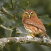 Glaucidium brasilianum - Ferruginous Pygmy-Owl - Mochuelo Caburé - Buhito Ferrugíneo 05