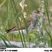 Spotted Sandpiper