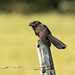 Crotophaga ani (Smooth-billed Ani) - Cuculidae - Pousada Aguape, Pantanal, Mato Grosso do Sul, Brazil