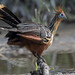 Hoatzin