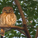 Ferruginous Pygmy-Owl